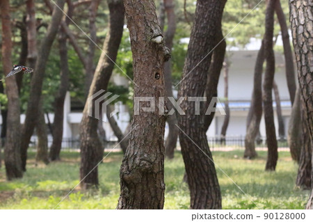Five-colored woodpecker. Broodstock. Pine forest. Algae. 90128000