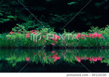 Hira Pond Japanese azalea 90128100