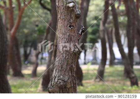 松草、五色啄木鳥、藻類、親魚 松草、五色啄木鳥、藻類、親魚 90128159