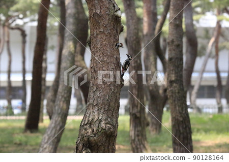 Pine grass, five-colored woodpecker, algae, broodstock 90128164