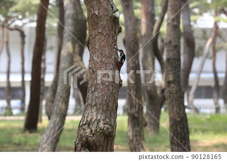 松草、五色啄木鳥、藻類、親魚 90128165