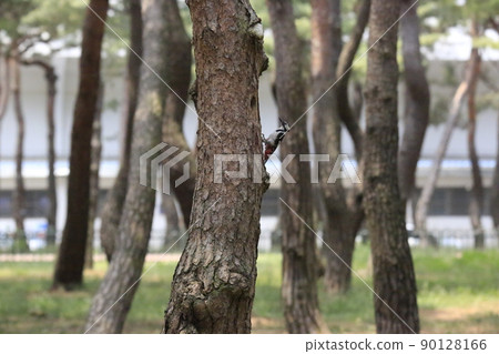 松草、五色啄木鳥、藻類、親魚 90128166