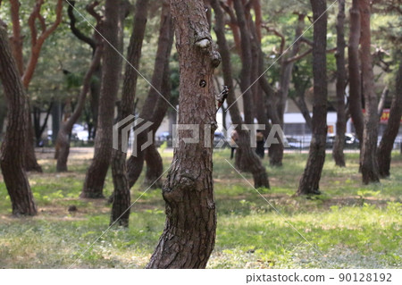 松草、五色啄木鳥、藻類、親魚 松草、五色啄木鳥、藻類、親魚 90128192