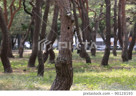Pine grass, five-colored woodpecker, algae, broodstock 90128193