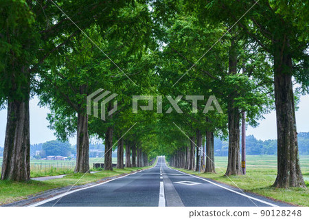 Metasequoia Tree Line 90128248