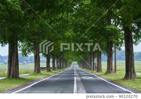 Metasequoia Tree Line 90128270