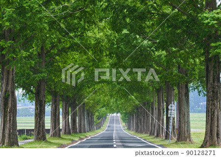 Metasequoia Tree Line 90128271