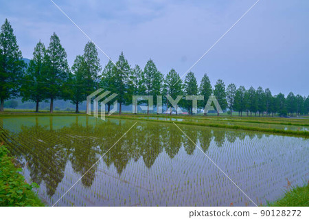 Metasequoia Tree Line 90128272