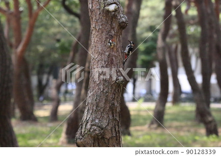 Pine trees. Forest. Five-colored woodpecker. Broodstock. Pine trees. Forest. Five-colored woodpecker. Broodstock. 90128339