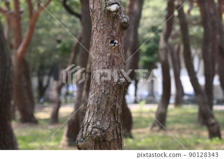 Pine trees. Forest. Five-colored woodpecker. Broodstock. Pine trees. Forest. Five-colored woodpecker. Broodstock. 90128343