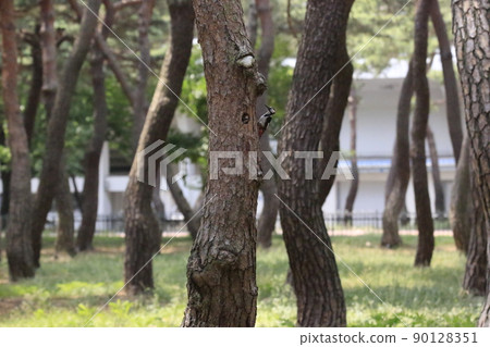 Pine trees. Forest. Five-colored woodpecker. Broodstock. 90128351