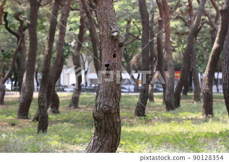 Pine trees. Forest. Five-colored woodpecker. Broodstock. 90128354