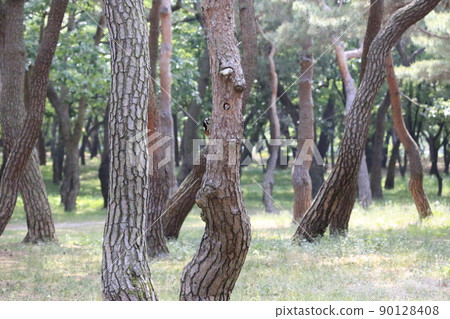 Pine trees. Forest. Five-colored woodpecker. Broodstock. Pine trees. Forest. Five-colored woodpecker. Broodstock. 90128408