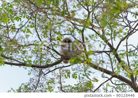 Wild, owl mofumofu cute baby two brothers fledging Wild, owl mofumofu cute baby two brothers fledging 90128446