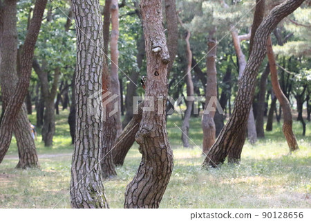 Pine tree. Forest. Five-colored woodpecker. Birds 90128656