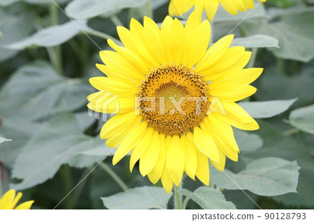 sunflower sunflower 90128793