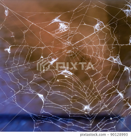 Spider on a web in anticipation of prey 90128993