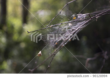 Cobweb on the bushes in the green forest. 90128994