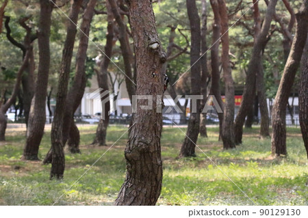 Pine tree, pine field, five-colored woodpecker, broodstock 90129130