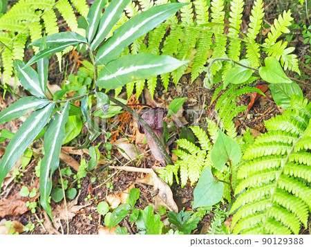 山中一株神秘的紫褐色佛教苞片植物 山中一株神秘的紫褐色佛教苞片植物 90129388