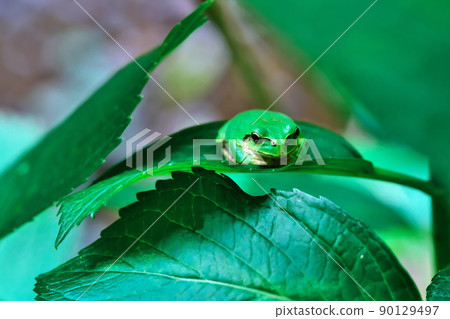 Japanese tree frog standing on the leaves of hydrangea 90129497