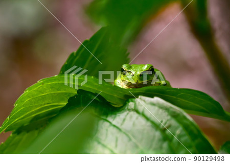 Japanese tree frog standing on the leaves of hydrangea Japanese tree frog standing on the leaves of hydrangea 90129498