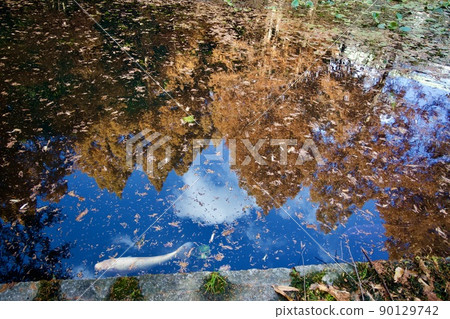 Autumn Suma Rikyu Park (Kobe) 90129742