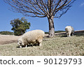Sheep on the English hills of Awaji Island 90129793