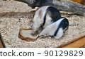 Parent and child of Southern Tamandua of Kobe Animal Kingdom 90129829