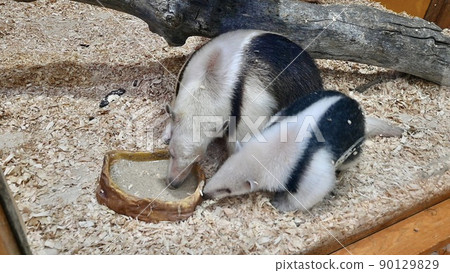 Parent and child of Southern Tamandua of Kobe Animal Kingdom Parent and child of Southern Tamandua of Kobe Animal Kingdom 90129829