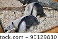 Parent and child of Southern Tamandua of Kobe Animal Kingdom 90129830