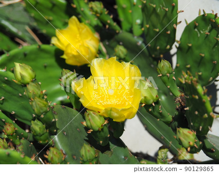 Spring prickly pear cactus with yellow flowers 90129865