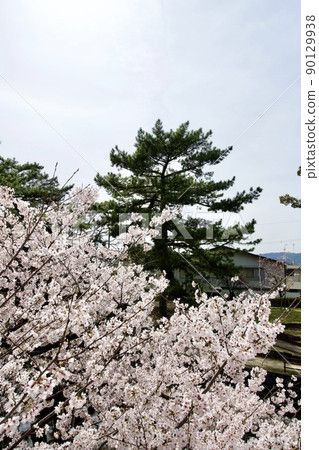 Sakura in Shukugawa Park, Nishinomiya City, Hyogo Prefecture (2022) Sakura in Shukugawa Park, Nishinomiya City, Hyogo Prefecture (2022) 90129938