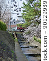 Sakura in Shukugawa Park, Nishinomiya City, Hyogo Prefecture (2022) 90129939