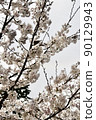 Sakura in Shukugawa Park, Nishinomiya City, Hyogo Prefecture (2022) 90129943