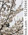 Sakura in Shukugawa Park, Nishinomiya City, Hyogo Prefecture (2022) 90129944