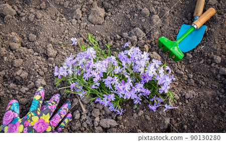 Planting phlox in the ground Planting phlox in the ground 90130280