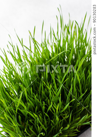 Vegetable greens of wheat Vegetable greens of wheat 90130283