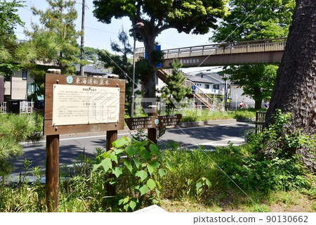 Oiso Town Tokaido (National Highway No. 1) Matsunamiki, Fresh Green and Kanto Fureai Road Sign 90130662