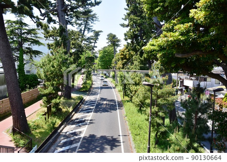 大磯町東海道松樹、國道 1 號和新鮮的綠色 90130664