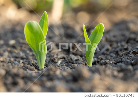 Corn sprouts 90130745