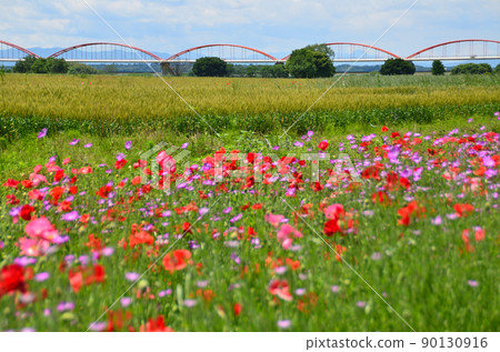 Konosu City, Saitama Prefecture, Japan's No. 1 Arakawasuikan Bridge and beautiful poppies Konosu City, Saitama Prefecture, Japan's No. 1 Arakawasuikan Bridge and beautiful poppies 90130916