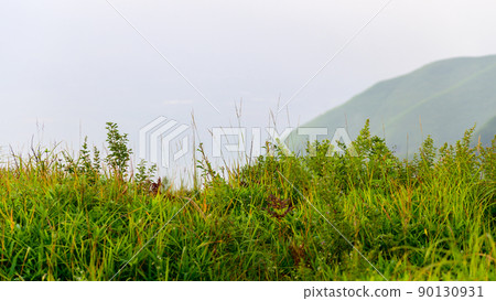 Miscanthus sinensis "Early morning plateau plant landscape" (Autumn) Mt. Aso 90130931