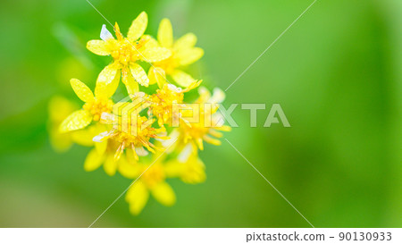 Akinokirinsou花“清晨高原植物景觀”(秋季)阿蘇山 Akinokirinsou花“清晨高原植物景觀”(秋季)阿蘇山 90130933