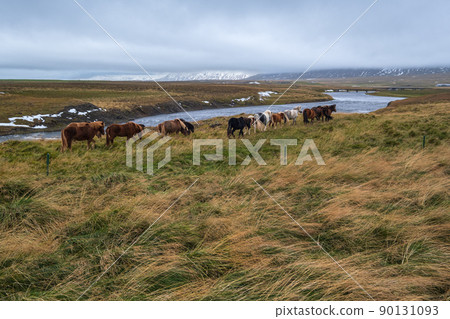 Icelandic horses herd graze on West Iceland, Vatnsnes peninsula. Only one breed of horse lives in Iceland. Beautiful and well-groomed Icelandic horses on a free pasture near river. Icelandic horses herd graze on West Iceland, Vatnsnes peninsula. Only one breed of horse lives in Iceland. Beautiful and well-groomed Icelandic horses on a free pasture near river. 90131093