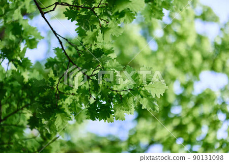 Fresh green leaves of the oak tree against a sunny cloudless sky 90131098