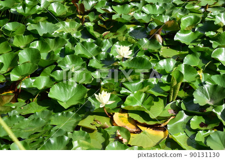 Yellow lotus flower in water 90131130