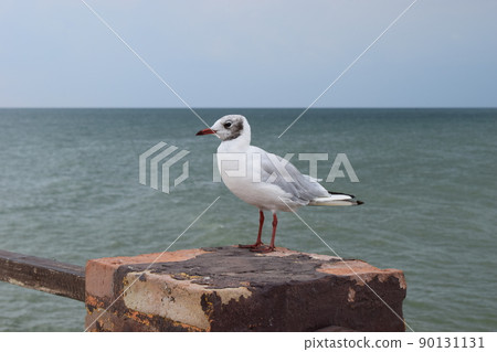 One seagull sits on a old sea pier. One seagull sits on a old sea pier. 90131131