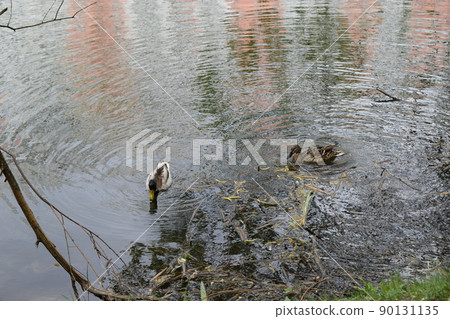 Wild ducks swim on the lake. Lake with ducks Wild ducks swim on the lake. Lake with ducks 90131135