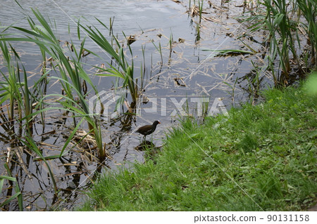 Adult common moorhen, gallinula chloropus, standing in the water 90131158